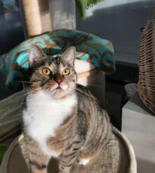 Kira – EKH, Weibchen, 2 Jahre 5 Monate, 13057 Berlin – Foto 2
