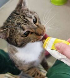 Kira – EKH, Weibchen, 2 Jahre 5 Monate, 13057 Berlin – Foto 3