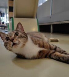 Kira – EKH, Weibchen, 2 Jahre 5 Monate, 13057 Berlin – Foto 4