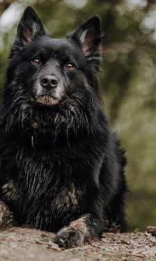Buddy – Harzer Fuchs / Altdeutscher Schäferhund-Mix, Männchen, 6 Jahre, 32758 Detmold – Foto 1