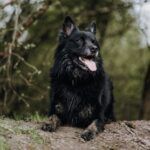 Buddy – Harzer Fuchs / Altdeutscher Schäferhund-Mix, Männchen, 6 Jahre, 32758 Detmold – Foto 2