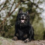 Buddy – Harzer Fuchs / Altdeutscher Schäferhund-Mix, Männchen, 6 Jahre, 32758 Detmold – Foto 3
