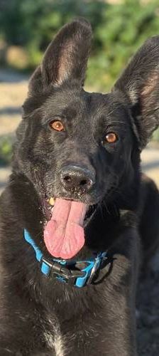 Nina – Belgischer Schäferhund-Mix, Weibchen, 2 Jahre 3 Monate, 65520 Bad Camberg – Foto 1