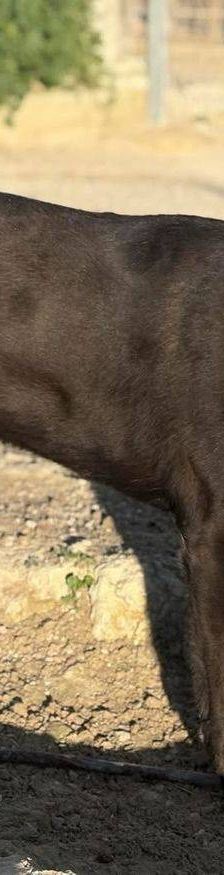 Nina – Belgischer Schäferhund-Mix, Weibchen, 2 Jahre 3 Monate, 65520 Bad Camberg – Foto 2