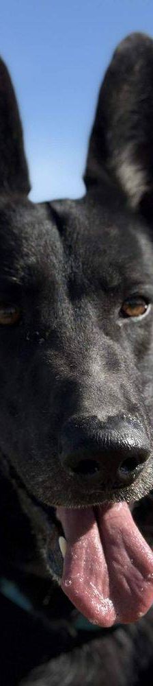 Nina – Belgischer Schäferhund-Mix, Weibchen, 2 Jahre 3 Monate, 65520 Bad Camberg – Foto 11