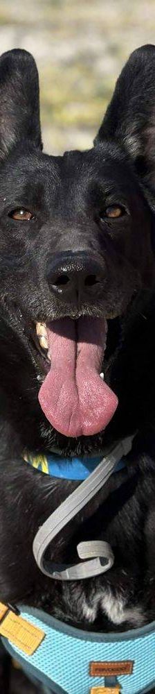 Nina – Belgischer Schäferhund-Mix, Weibchen, 2 Jahre 3 Monate, 65520 Bad Camberg – Foto 14