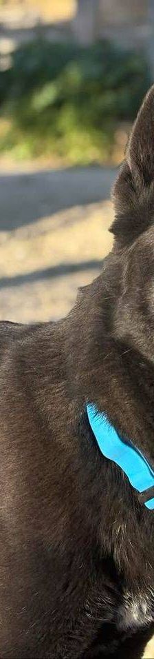 Nina – Belgischer Schäferhund-Mix, Weibchen, 2 Jahre 3 Monate, 65520 Bad Camberg – Foto 3