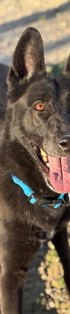 Nina – Belgischer Schäferhund-Mix, Weibchen, 2 Jahre 3 Monate, 65520 Bad Camberg – Foto 4