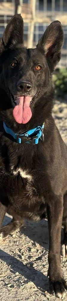 Nina – Belgischer Schäferhund-Mix, Weibchen, 2 Jahre 3 Monate, 65520 Bad Camberg – Foto 5