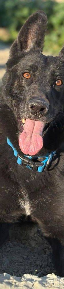 Nina – Belgischer Schäferhund-Mix, Weibchen, 2 Jahre 3 Monate, 65520 Bad Camberg – Foto 6