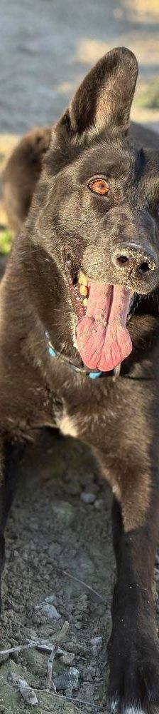 Nina – Belgischer Schäferhund-Mix, Weibchen, 2 Jahre 3 Monate, 65520 Bad Camberg – Foto 7