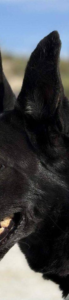 Nina – Belgischer Schäferhund-Mix, Weibchen, 2 Jahre 3 Monate, 65520 Bad Camberg – Foto 10