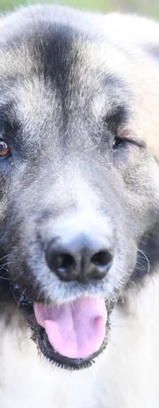 Koda – Kaukasen-Mix, Männchen, 2 Jahre 7 Monate, 13057 Berlin – Foto 1