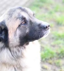 Koda – Kaukasen-Mix, Männchen, 2 Jahre 7 Monate, 13057 Berlin – Foto 2