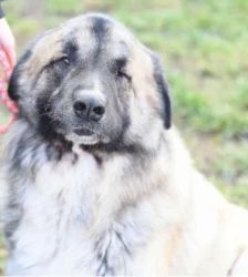 Koda – Kaukasen-Mix, Männchen, 2 Jahre 7 Monate, 13057 Berlin – Foto 3
