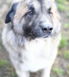 Koda – Kaukasen-Mix, Männchen, 2 Jahre 7 Monate, 13057 Berlin – Foto 4