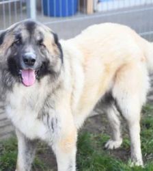 Koda – Kaukasen-Mix, Männchen, 2 Jahre 7 Monate, 13057 Berlin – Foto 5