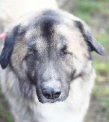 Koda – Kaukasen-Mix, Männchen, 2 Jahre 7 Monate, 13057 Berlin – Foto 6
