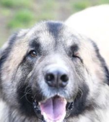 Koda – Kaukasen-Mix, Männchen, 2 Jahre 7 Monate, 13057 Berlin – Foto 7