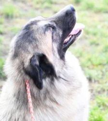 Koda – Kaukasen-Mix, Männchen, 2 Jahre 7 Monate, 13057 Berlin – Foto 8