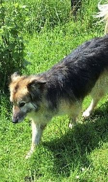 Chucky – Mischling, Unbekannt, 5 Jahre, 32758 Detmold – Foto 1