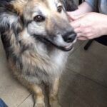 Chucky – Mischling, Unbekannt, 5 Jahre, 32758 Detmold – Foto 3