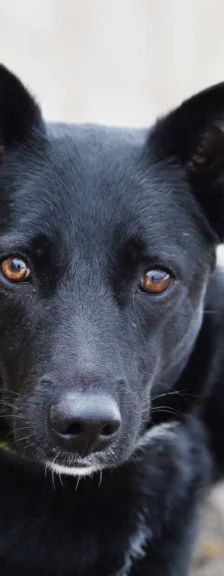 Dornröschen – Terrier-Mix, Weibchen, 2 Jahre, 13057 Berlin – Foto 1