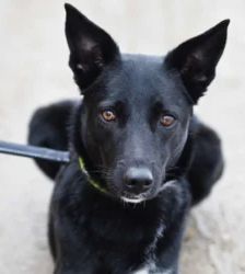 Dornröschen – Terrier-Mix, Weibchen, 2 Jahre, 13057 Berlin – Foto 2