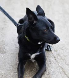 Dornröschen – Terrier-Mix, Weibchen, 2 Jahre, 13057 Berlin – Foto 3