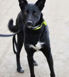 Dornröschen – Terrier-Mix, Weibchen, 2 Jahre, 13057 Berlin – Foto 4
