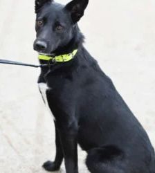 Dornröschen – Terrier-Mix, Weibchen, 2 Jahre, 13057 Berlin – Foto 5