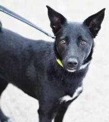 Dornröschen – Terrier-Mix, Weibchen, 2 Jahre, 13057 Berlin – Foto 6