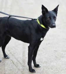 Dornröschen – Terrier-Mix, Weibchen, 2 Jahre, 13057 Berlin – Foto 7