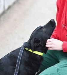 Dornröschen – Terrier-Mix, Weibchen, 2 Jahre, 13057 Berlin – Foto 8