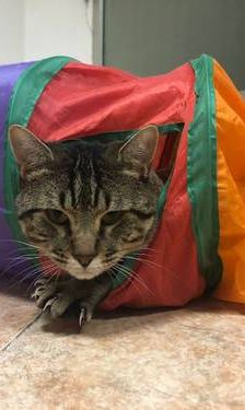 Flus – Europäisch Kurzhaar, Männchen, 2 Jahre, 65520 Bad Camberg – Foto 1