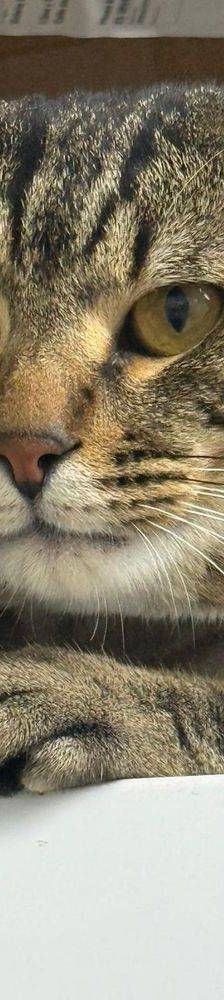 Flus – Europäisch Kurzhaar, Männchen, 2 Jahre, 65520 Bad Camberg – Foto 2