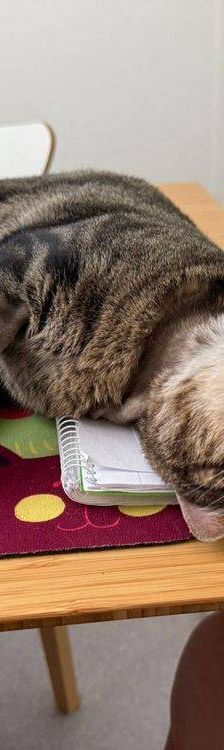 Flus – Europäisch Kurzhaar, Männchen, 2 Jahre, 65520 Bad Camberg – Foto 5