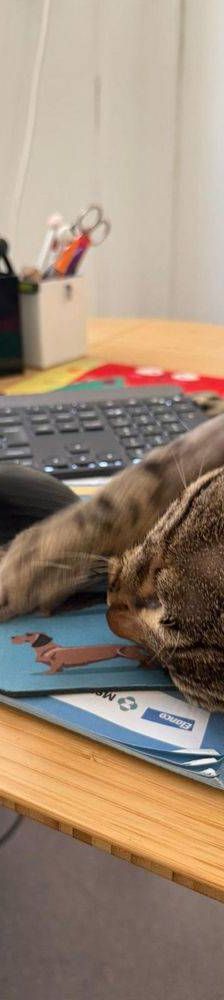 Flus – Europäisch Kurzhaar, Männchen, 2 Jahre, 65520 Bad Camberg – Foto 6
