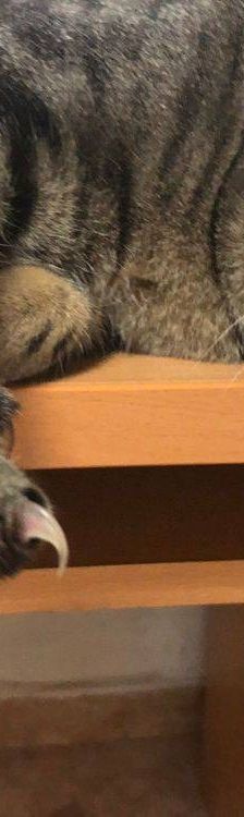 Flus – Europäisch Kurzhaar, Männchen, 2 Jahre, 65520 Bad Camberg – Foto 7