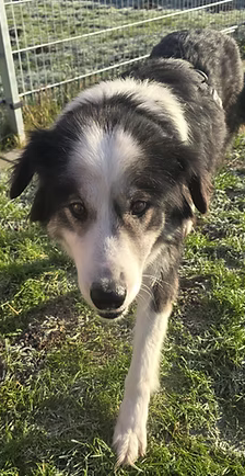 Bella – Hütehund-Mischling, Weibchen, 1 Jahr, 37120 Bovenden – Foto 1