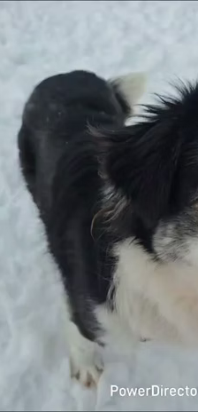 Bella – Hütehund-Mischling, Weibchen, 1 Jahr, 37120 Bovenden – Foto 2