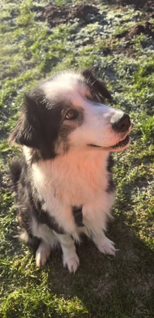 Bella – Hütehund-Mischling, Weibchen, 1 Jahr, 37120 Bovenden – Foto 3