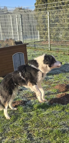 Bella – Hütehund-Mischling, Weibchen, 1 Jahr, 37120 Bovenden – Foto 4