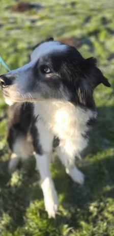 Bella – Hütehund-Mischling, Weibchen, 1 Jahr, 37120 Bovenden – Foto 5