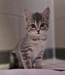 Manu – Europäisch Kurzhaar, Weibchen, Alter unbekannt, 97525 Schwebheim – Foto 1