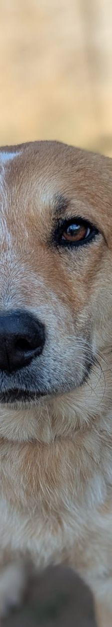 Kaya – Mischling, Weibchen, 2 Jahre, 97525 Schwebheim – Foto 1