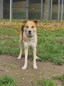Kaya – Mischling, Weibchen, 2 Jahre, 97525 Schwebheim – Foto 2