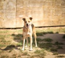Kaya – Mischling, Weibchen, 2 Jahre, 97525 Schwebheim – Foto 3