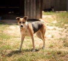 Kaya – Mischling, Weibchen, 2 Jahre, 97525 Schwebheim – Foto 4