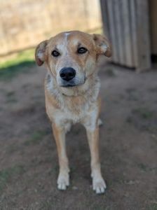 Kaya – Mischling, Weibchen, 2 Jahre, 97525 Schwebheim – Foto 5